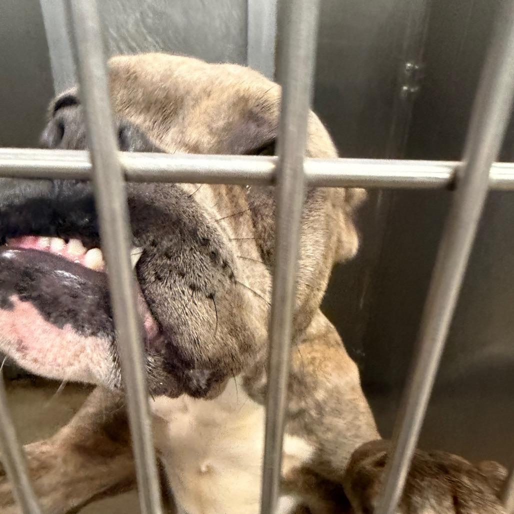 Tangled Lights, a Adoptable mixed breed in Eastford, CT image 4/6