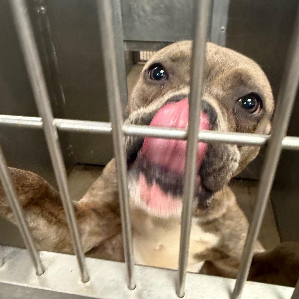 Tangled Lights, a Adoptable mixed breed in Eastford, CT image 5/6