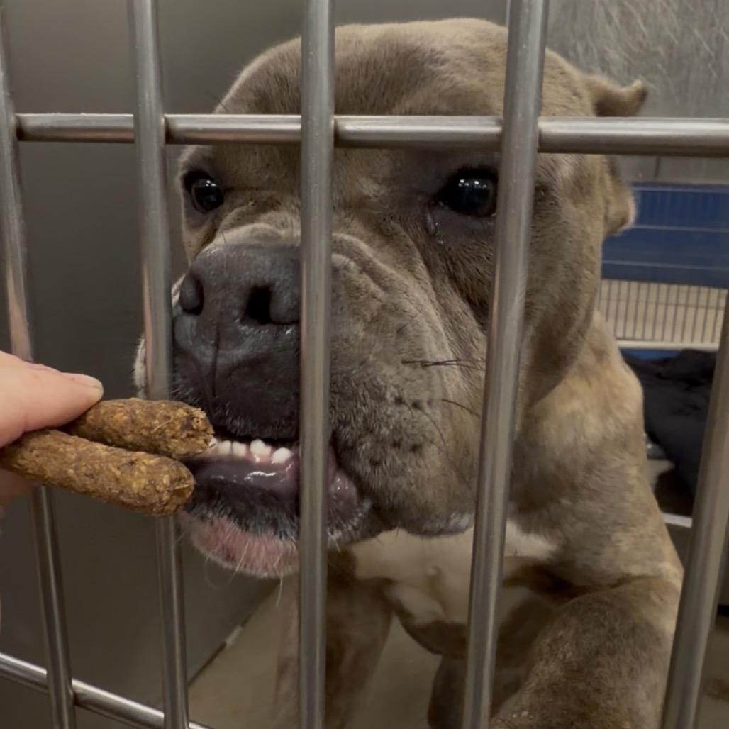 Tangled Lights, a Adoptable mixed breed in Eastford, CT image 6/6