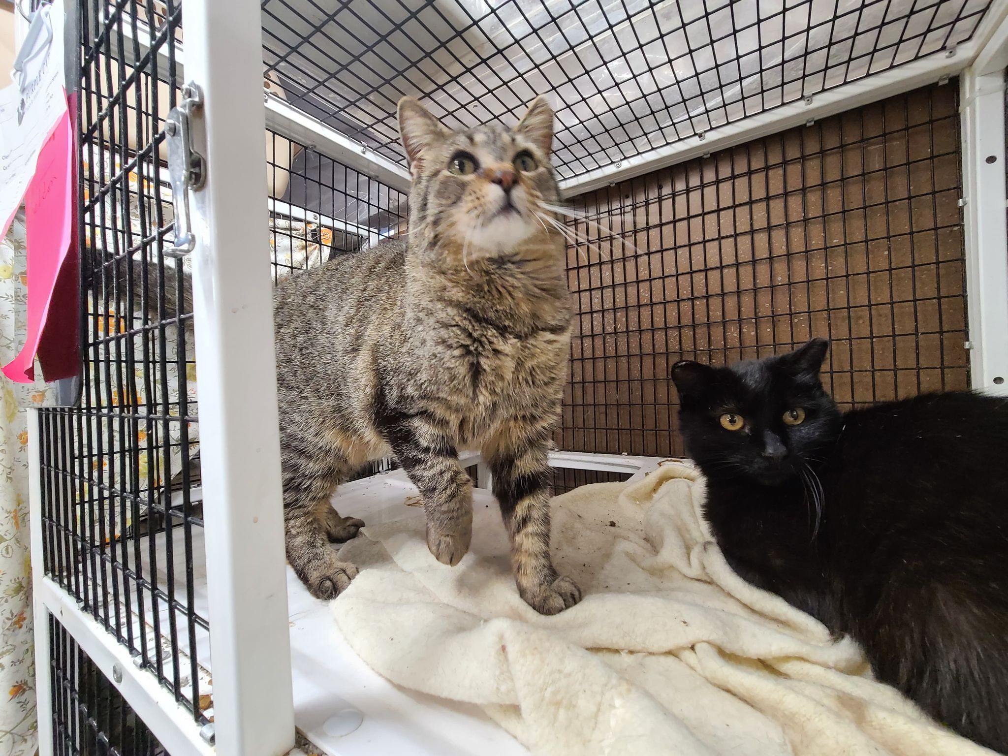 Enlarge ? BOOKER *SWEET CHATTY* <Oral Disease>, a Adoptable Domestic Short Hair in Barron, WI image 9/11