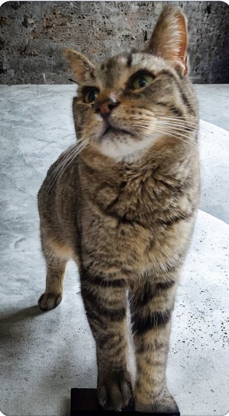 Enlarge ? BOOKER *SWEET CHATTY* <Oral Disease>, a Adoptable Domestic Short Hair in Barron, WI image 1/11