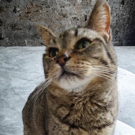 Enlarge BOOKER >>The Sheldon Gentleman Seeking a Quiet Hospice Retirement<<, a Adoptable Domestic Short Hair in Barron, WI image 1/5