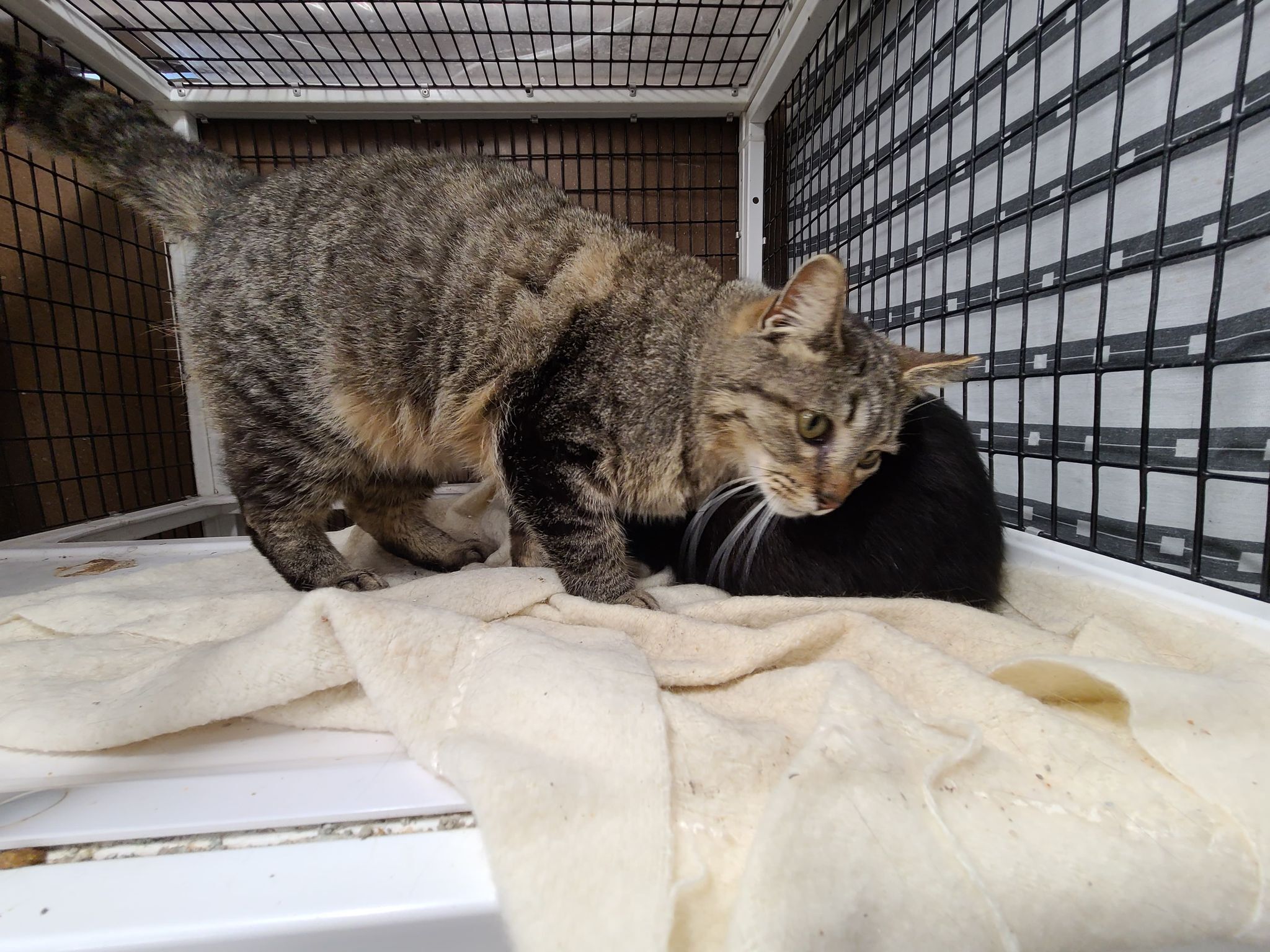 Enlarge ? BOOKER *SWEET CHATTY* <Oral Disease>, a Adoptable Domestic Short Hair in Barron, WI image 10/11