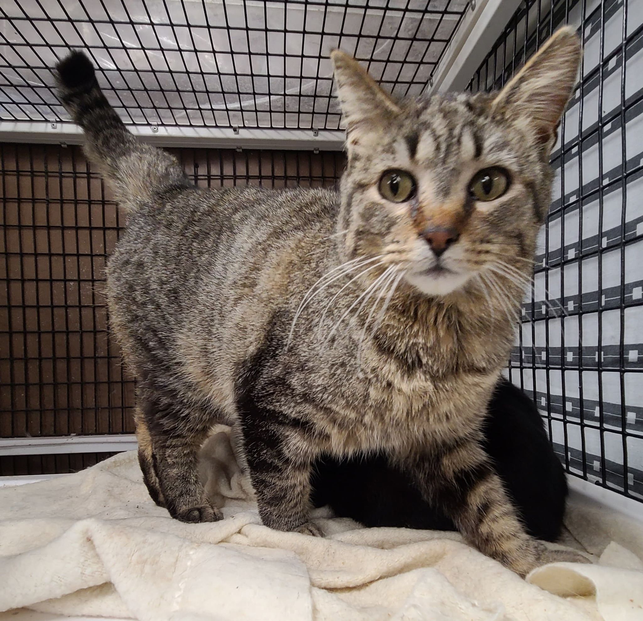 Enlarge ? BOOKER *SWEET CHATTY* <Oral Disease>, a Adoptable Domestic Short Hair in Barron, WI image 11/11