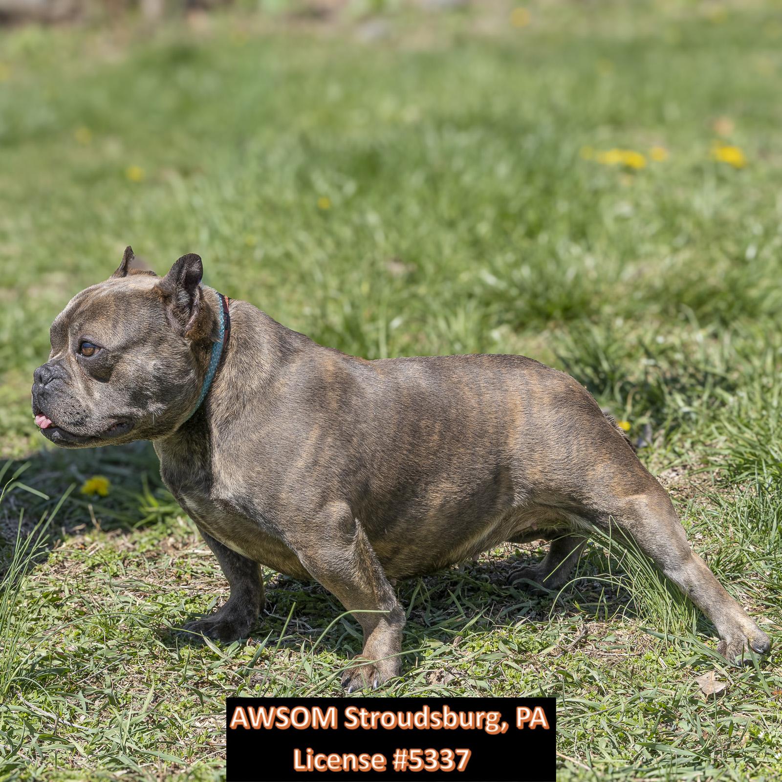 Enlarge Tallulah, a ADOPTABLE mixed breed in Stroudsburg, PA image 2/3