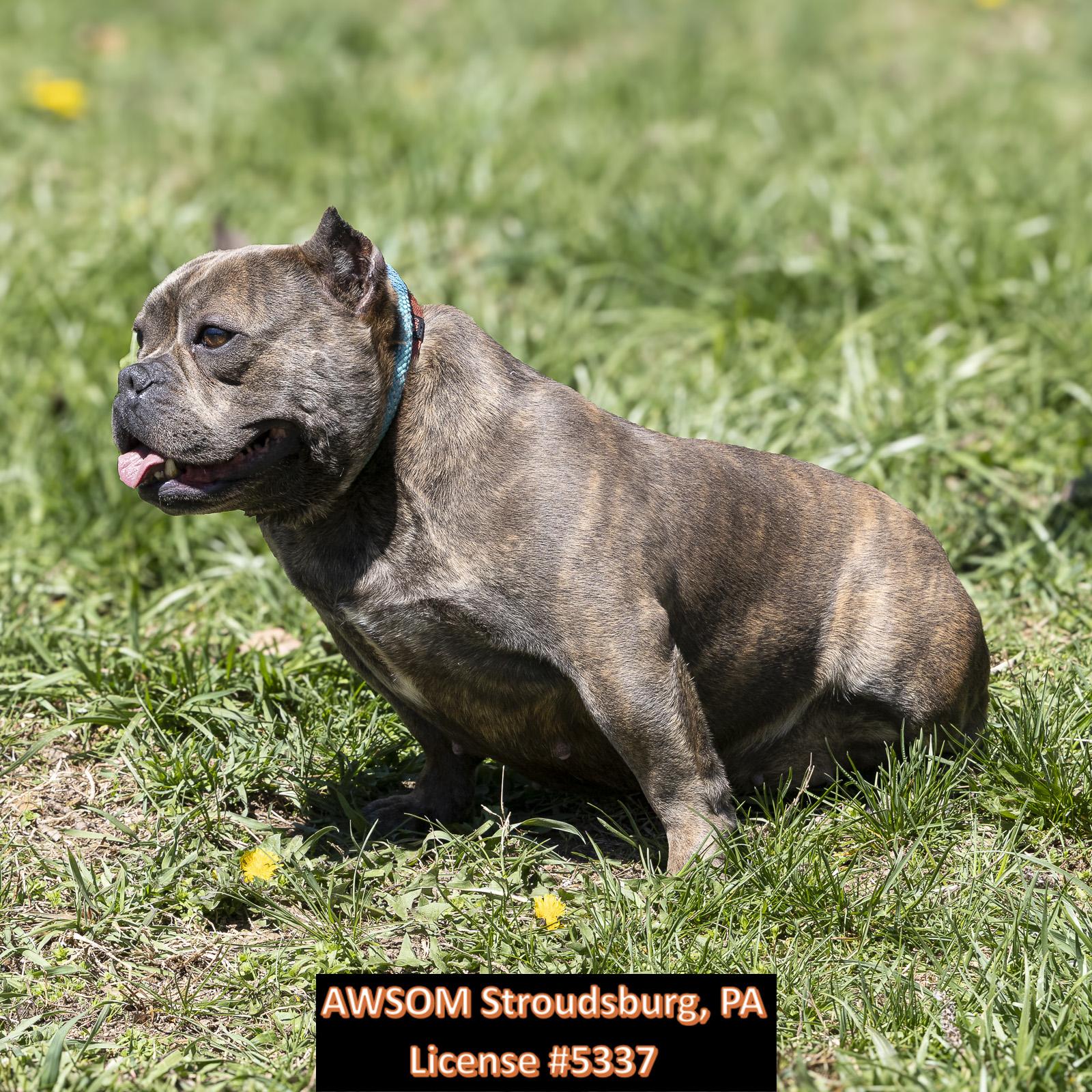 Enlarge Tallulah, a ADOPTABLE mixed breed in Stroudsburg, PA image 3/3