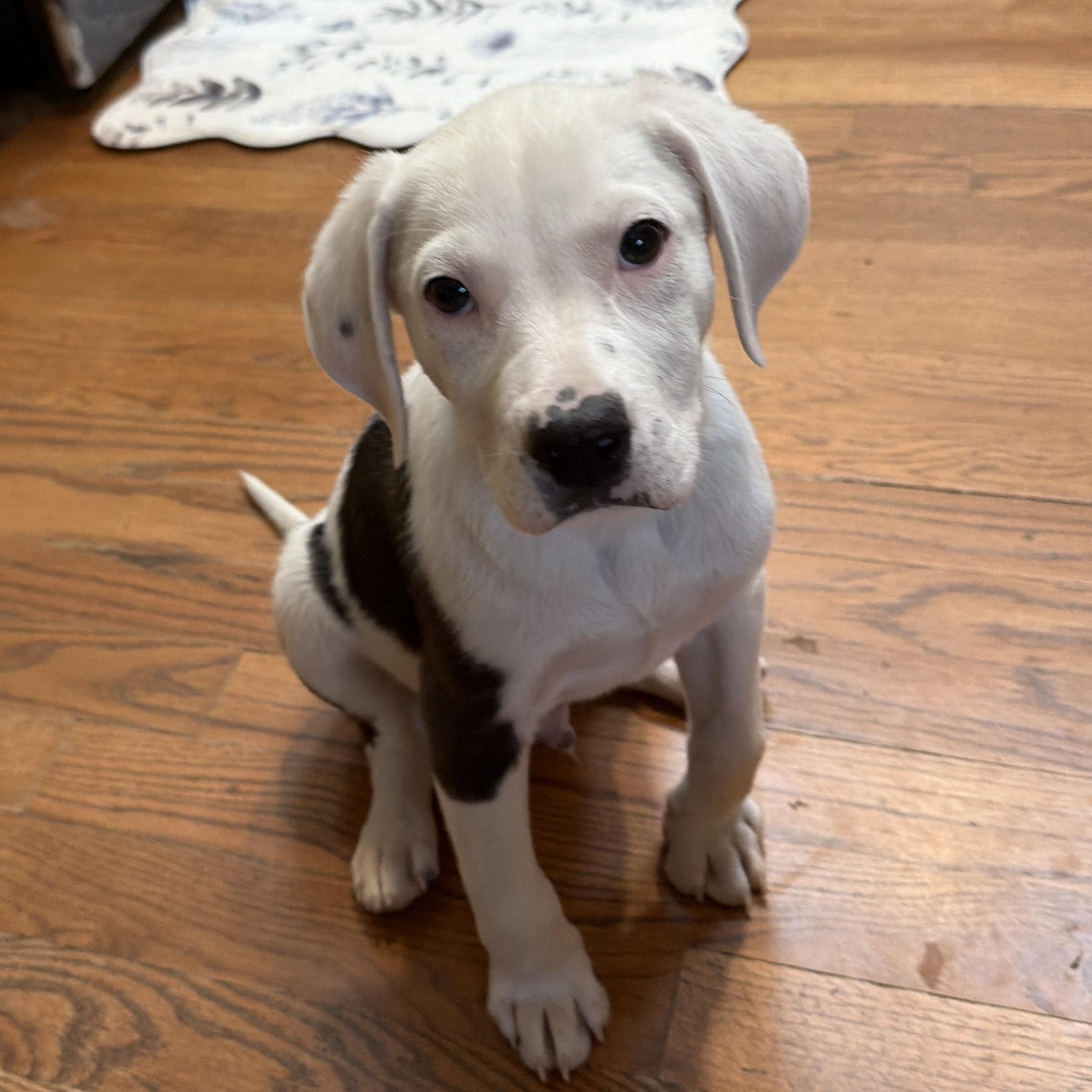 Enlarge Bestest Boy Barney, a Adoptable mixed breed in Springfield, VA image 1/5