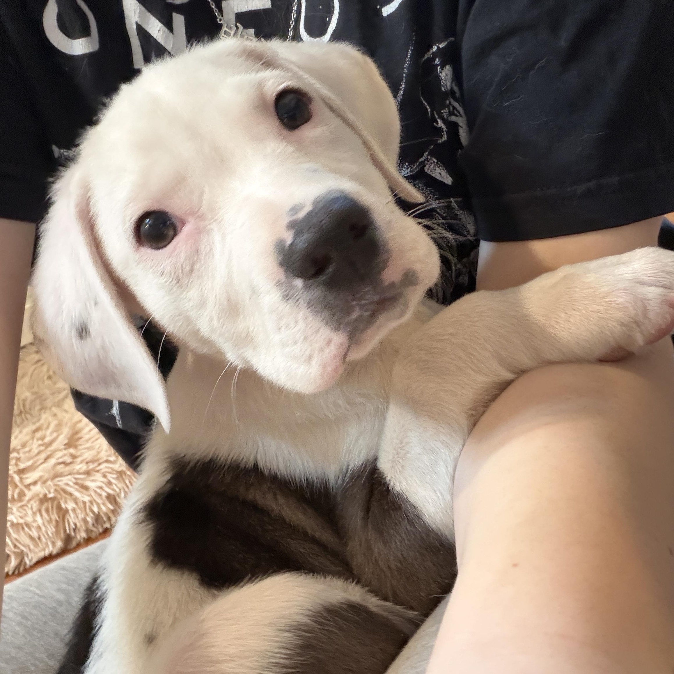 Enlarge Bestest Boy Barney, a Adoptable mixed breed in Springfield, VA image 3/5