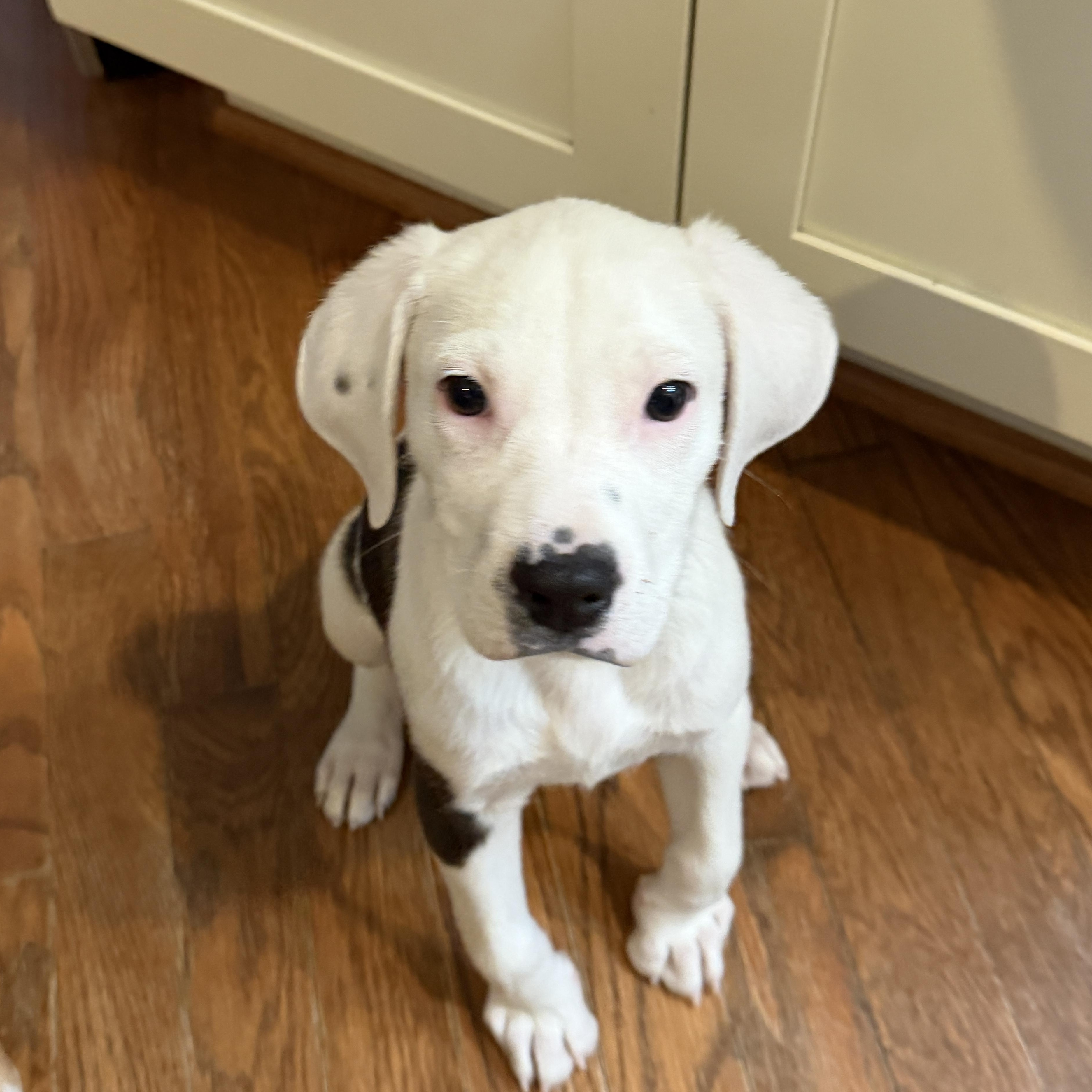 Enlarge Bestest Boy Barney, a Adoptable mixed breed in Springfield, VA image 5/5
