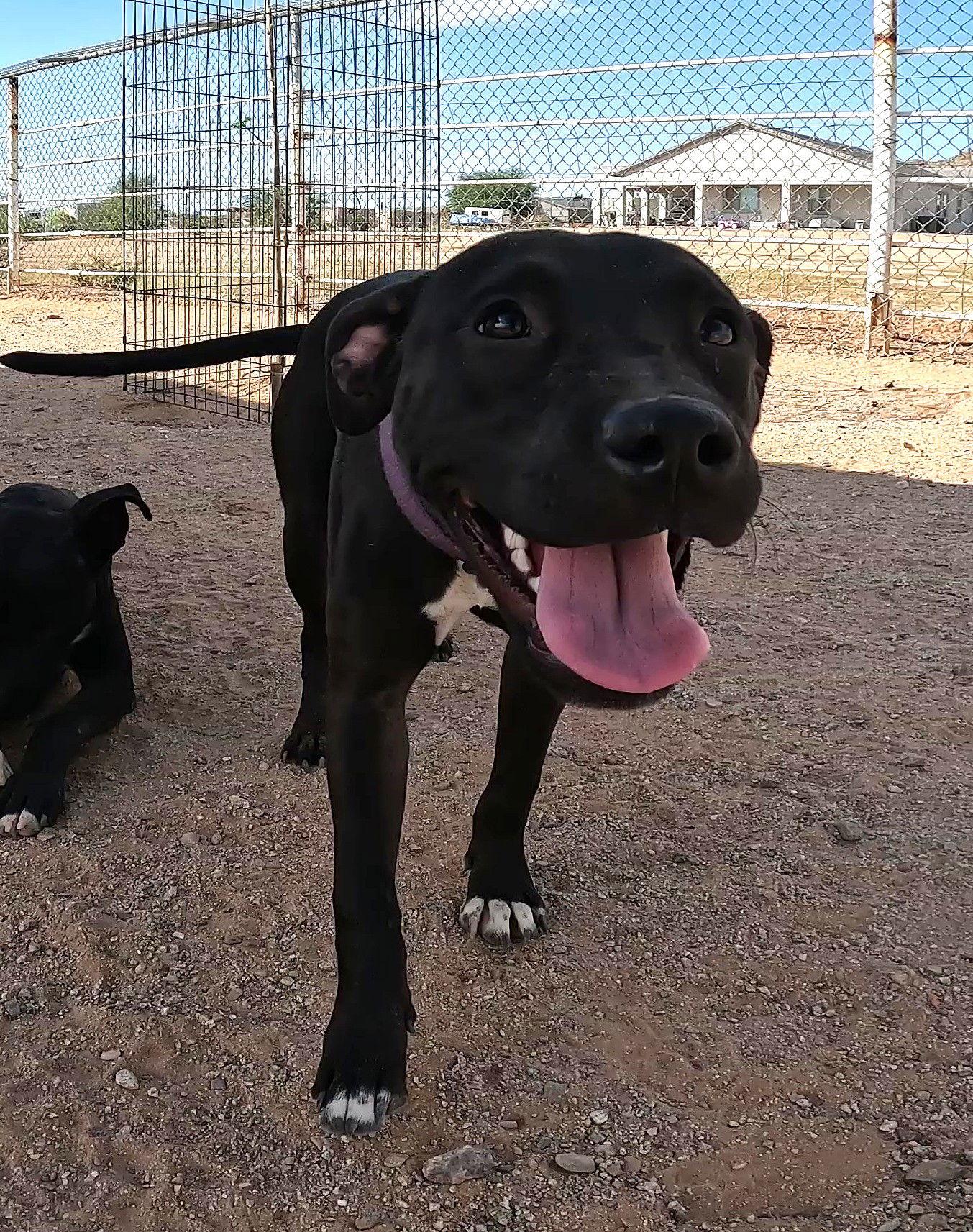 Enlarge Sadie, a Adoptable Black Labrador Retriever in Queen Creek, AZ image 1/3