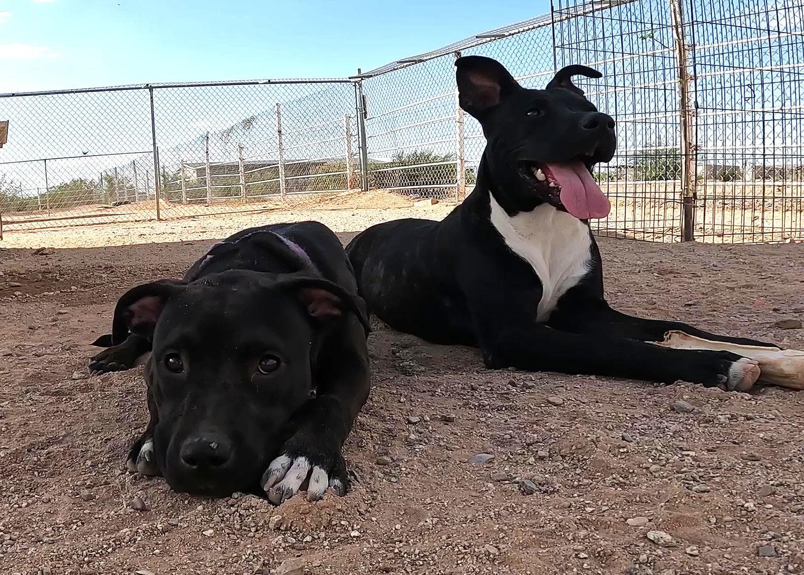 Enlarge Sadie, a Adoptable Black Labrador Retriever in Queen Creek, AZ image 2/3