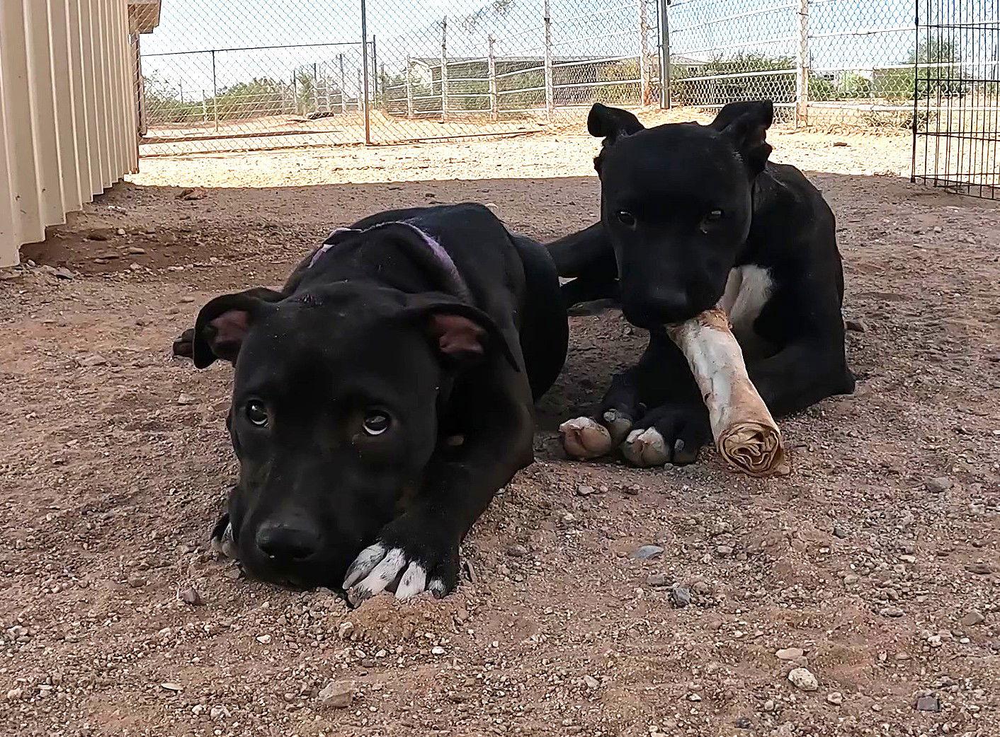 Enlarge Sadie, a Adoptable Black Labrador Retriever in Queen Creek, AZ image 3/3