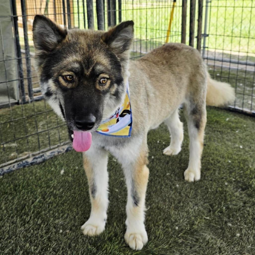 Asher JuM, an adoptable Keeshond, Husky in Von Ormy, TX, 78073 | Photo Image 3