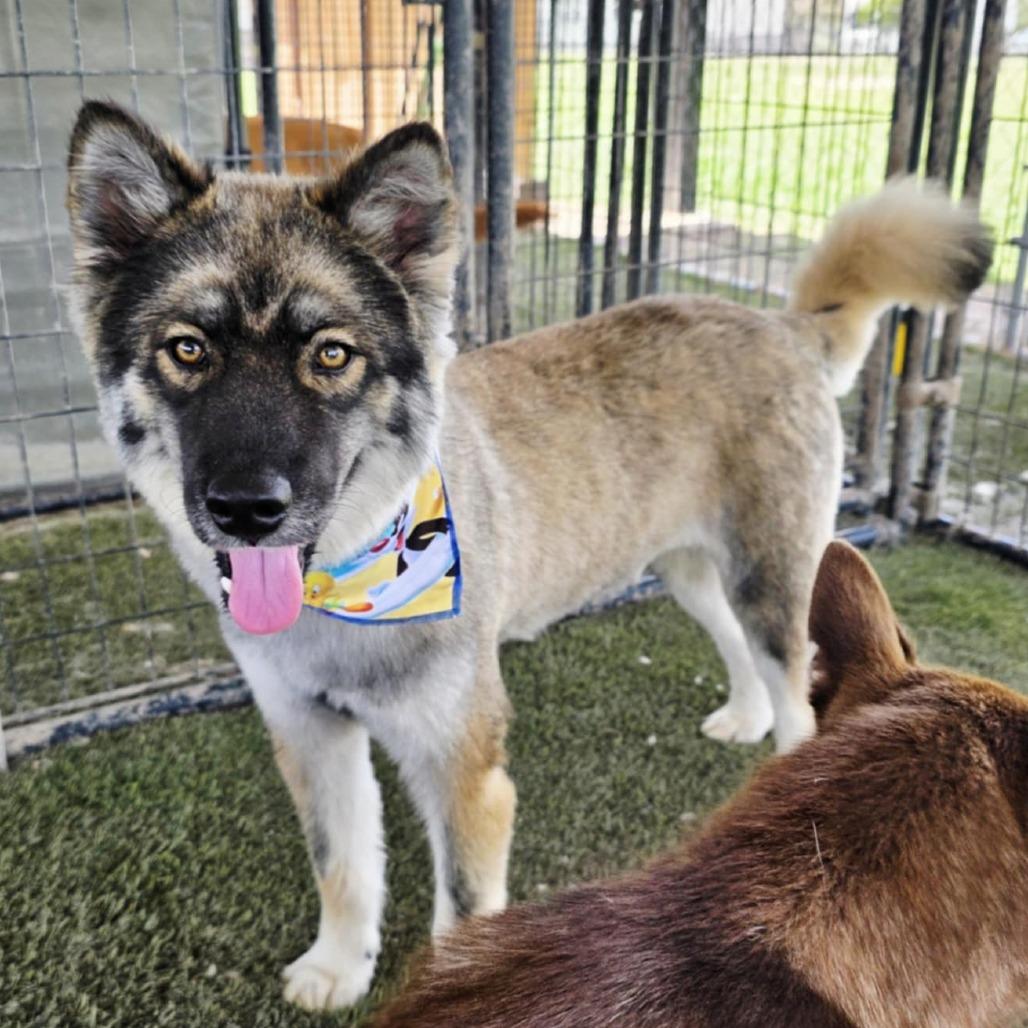 Asher JuM, an adoptable Keeshond, Husky in Von Ormy, TX, 78073 | Photo Image 5