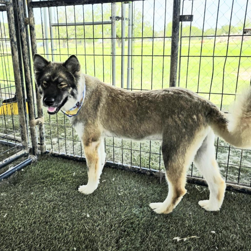 Asher JuM, an adoptable Keeshond, Husky in Von Ormy, TX, 78073 | Photo Image 4