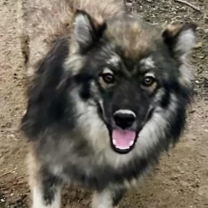 Asher JuM, an adoptable Keeshond, Husky in Von Ormy, TX, 78073 | Photo Image 2