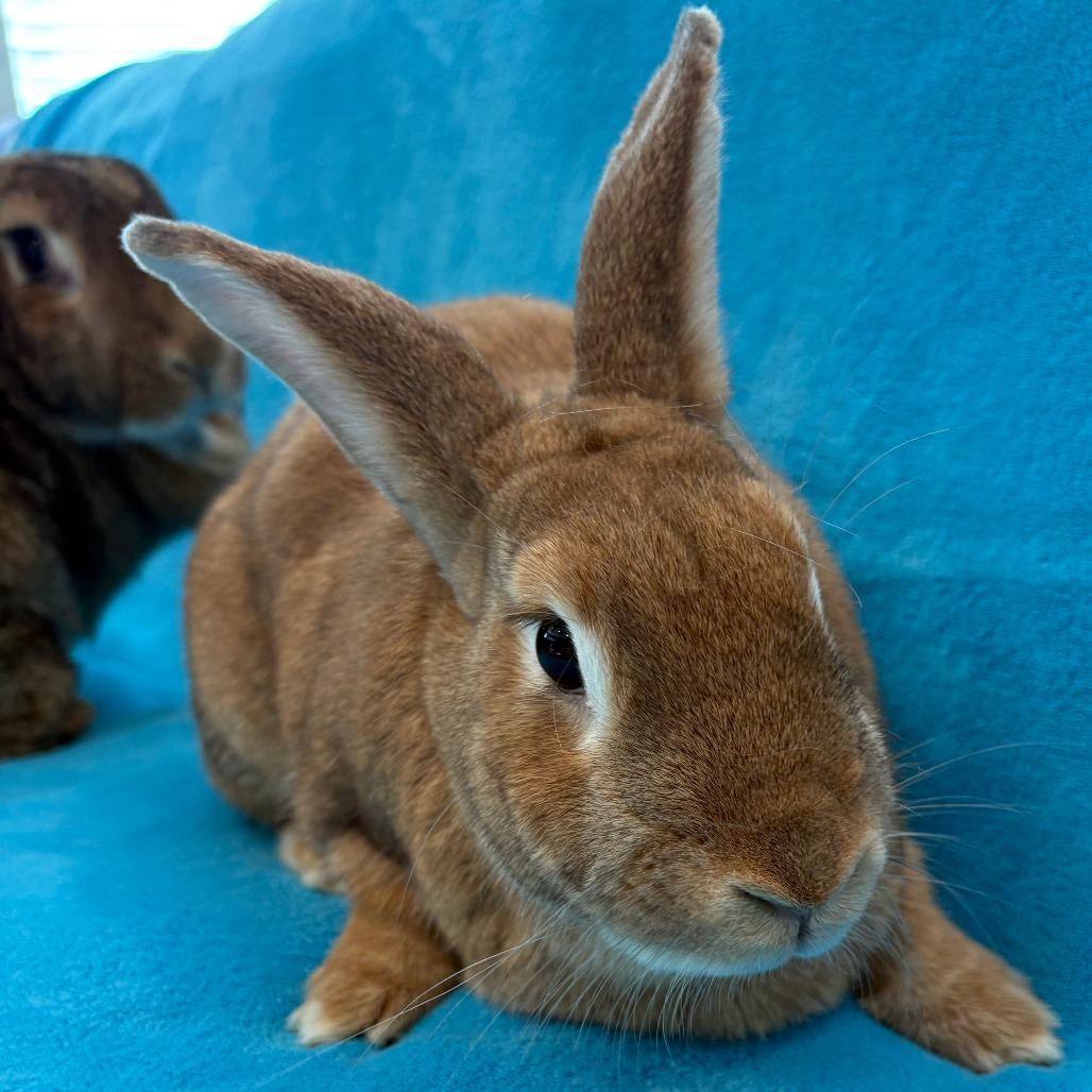 Cooper, Adoptable, Adult Female American & Flemish Giant.