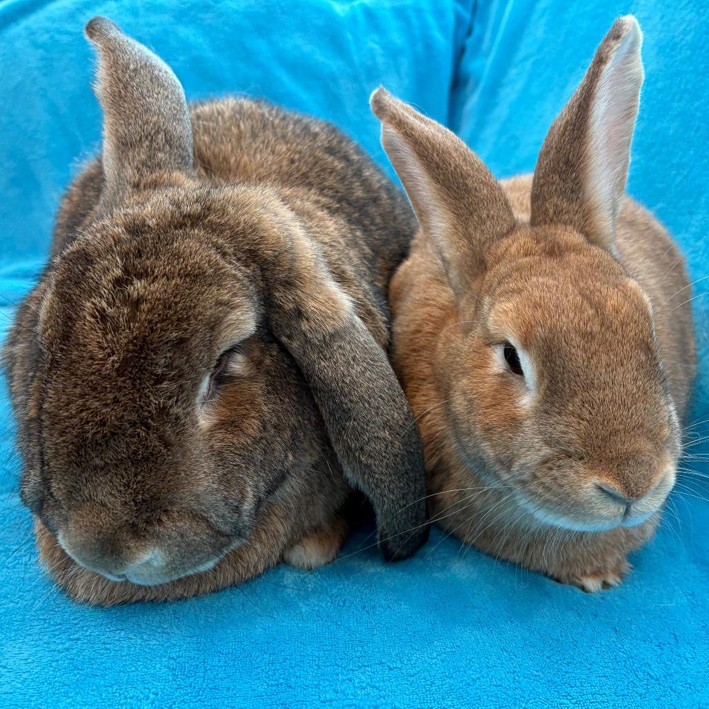 Enlarge Cooper, a Adoptable mixed breed in Napa, CA image 2/2