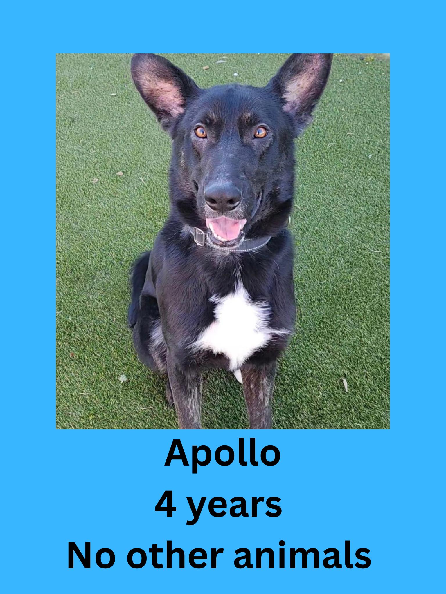 Apollo, ADOPTABLE, Adult Male German Shepherd Dog.