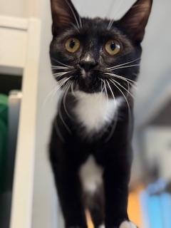 Ozzy, adoptable, Kitten Male Domestic Short Hair.