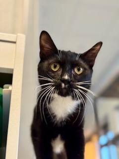 Ozzy, an adoptable Domestic Short Hair in Winter Haven, FL image 3/4