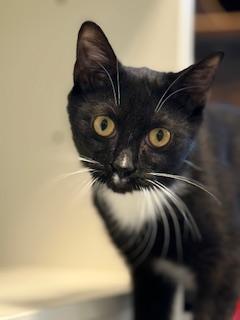 Ozzy, an adoptable Domestic Short Hair in Winter Haven, FL image 4/4