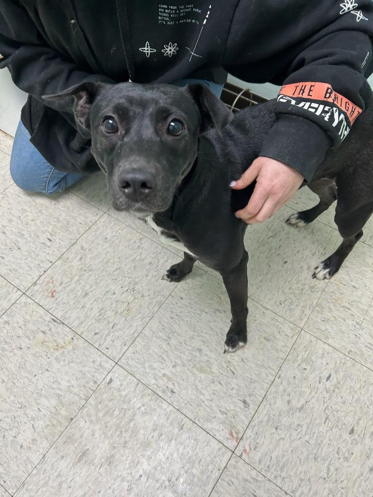 Karma -  Adoptable, Adoptable, Young Female Labrador Retriever.