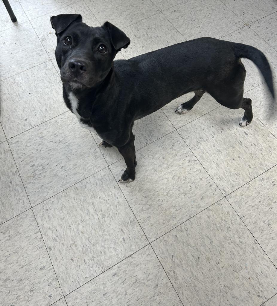 Enlarge Karma -  Adoptable, a Adoptable mixed breed in Chickamauga , GA image 2/3