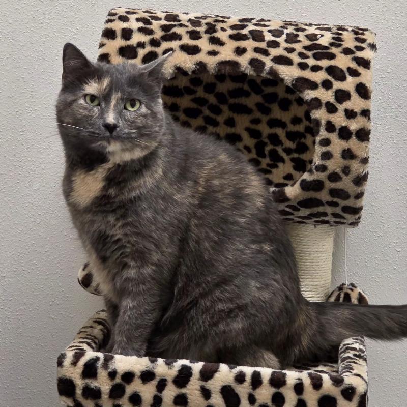 Cruella, Adoptable, Adult Female Domestic Short Hair.