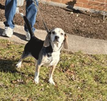 Duck, a Adoptable Beagle in West Decatur, PA image 1/5