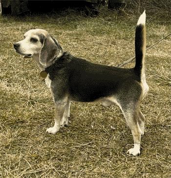 Duck, a Adoptable Beagle in West Decatur, PA image 2/5