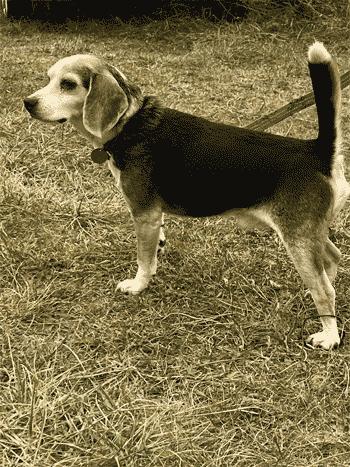 Duck, a Adoptable Beagle in West Decatur, PA image 3/5