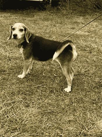 Duck, a Adoptable Beagle in West Decatur, PA image 4/5