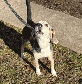 Duck, a Adoptable Beagle in West Decatur, PA image 5/5