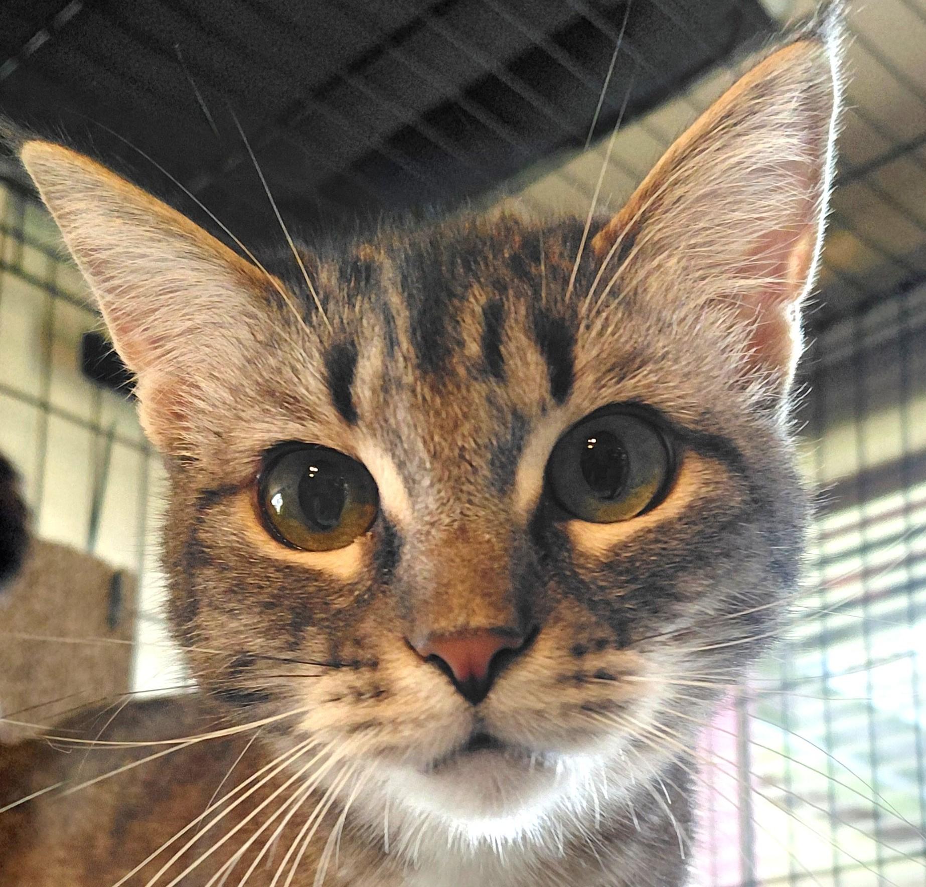 Enlarge Wendie-CH, a ADOPTABLE mixed breed in Burlington, WA image 2/6