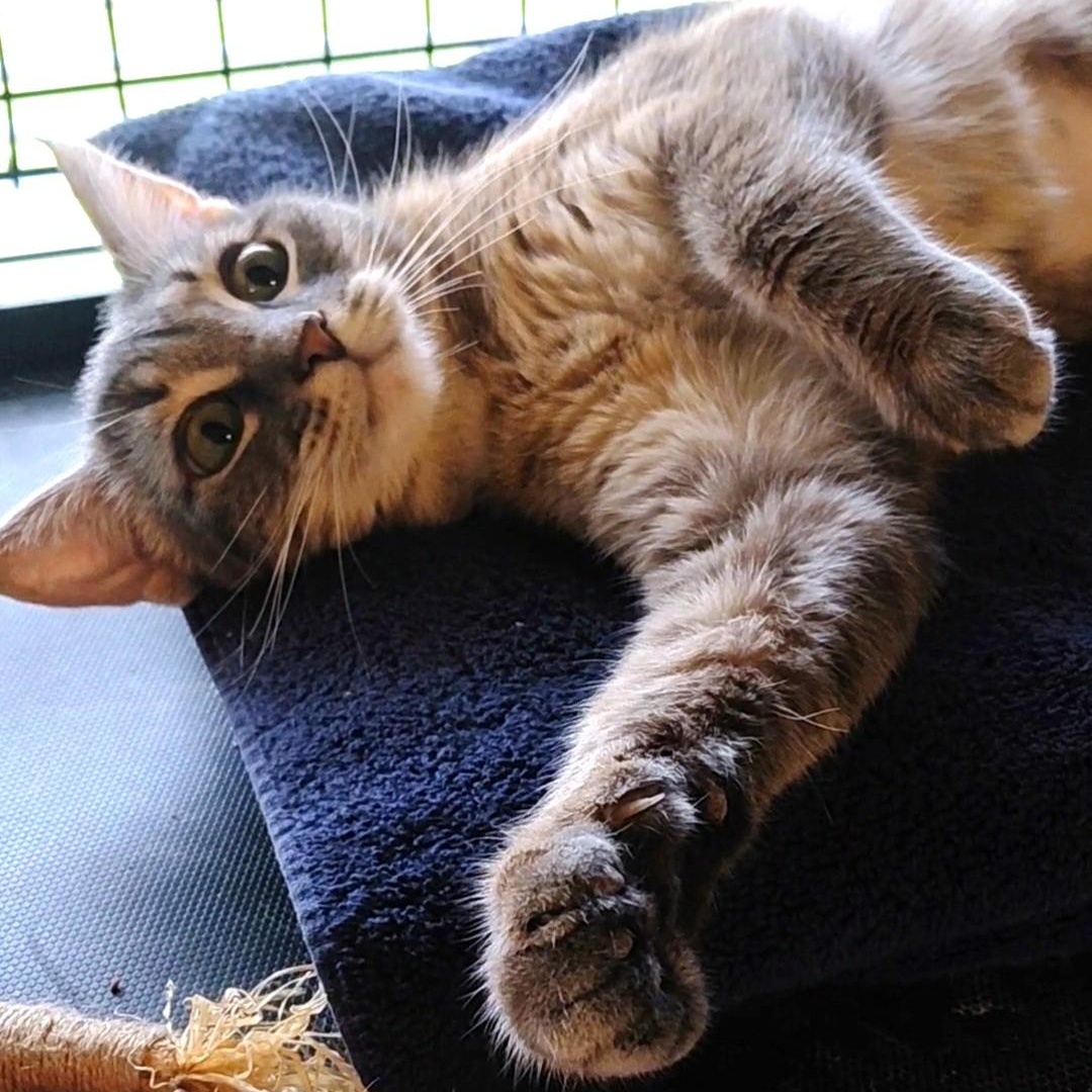 Enlarge Wendie-CH, a ADOPTABLE mixed breed in Burlington, WA image 4/6