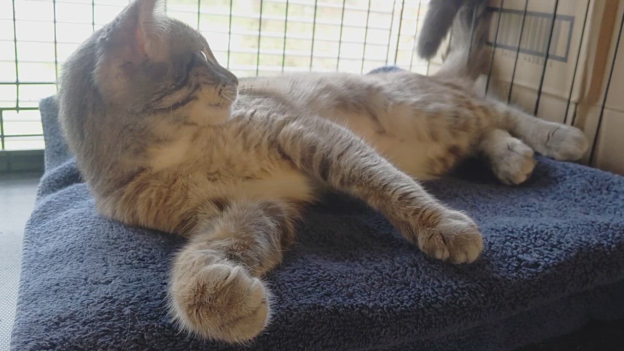 Enlarge Wendie-CH, a ADOPTABLE mixed breed in Burlington, WA video 6/6