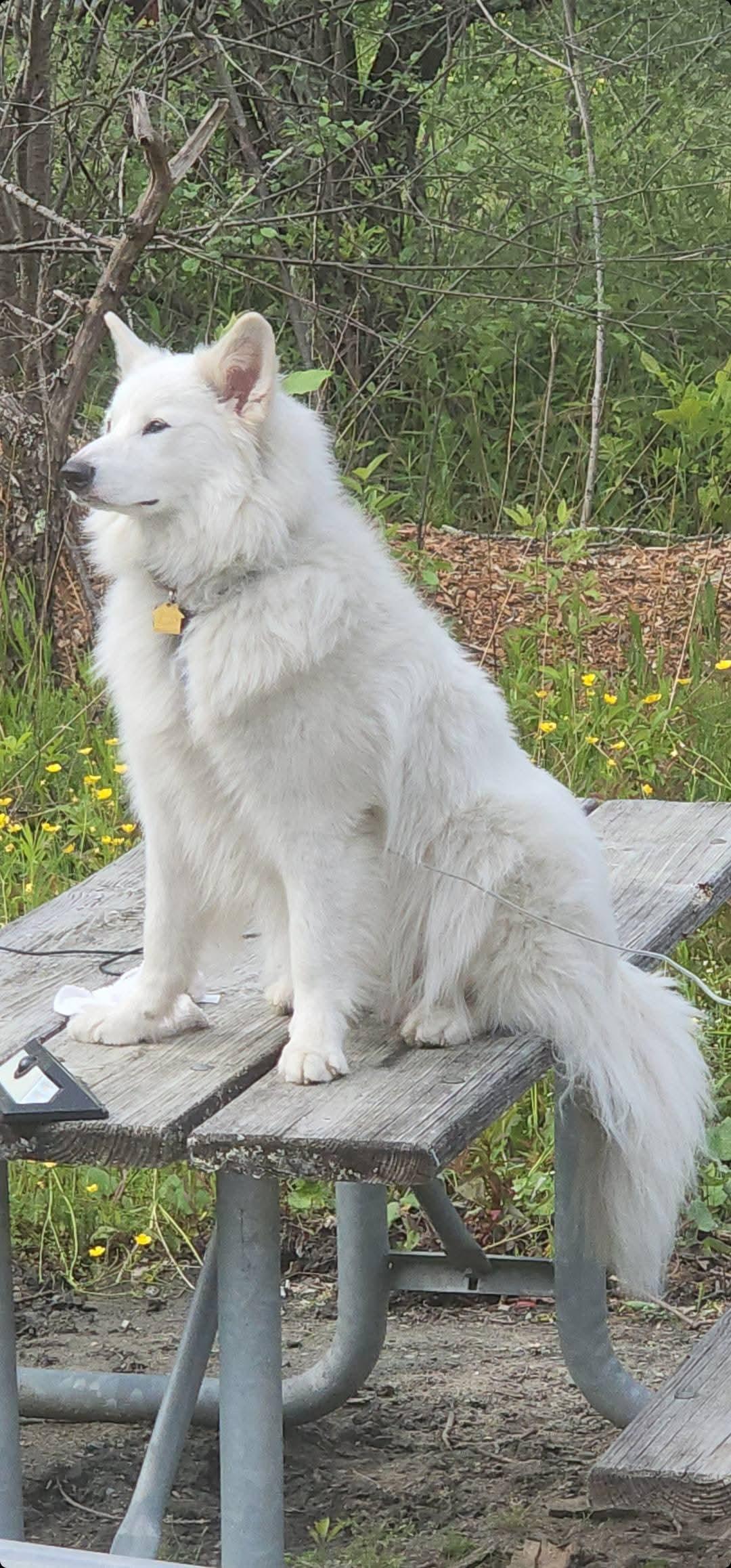 Kodiak of Apalachin NY, a Adoptable mixed breed in Apalachin, NY image 1/3