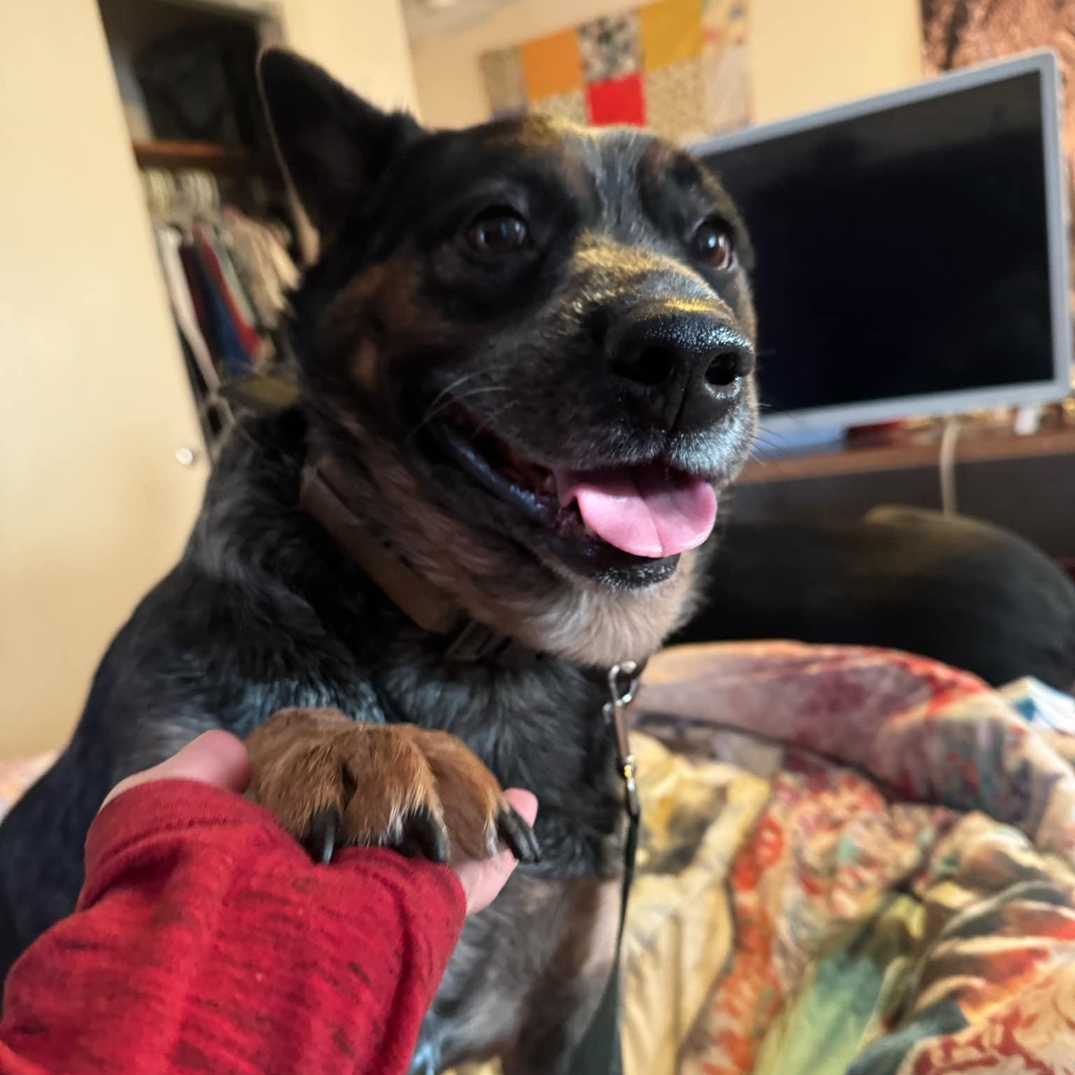 Mikey, a Adoptable Australian Cattle Dog / Blue Heeler in Brockton, MA image 3/6