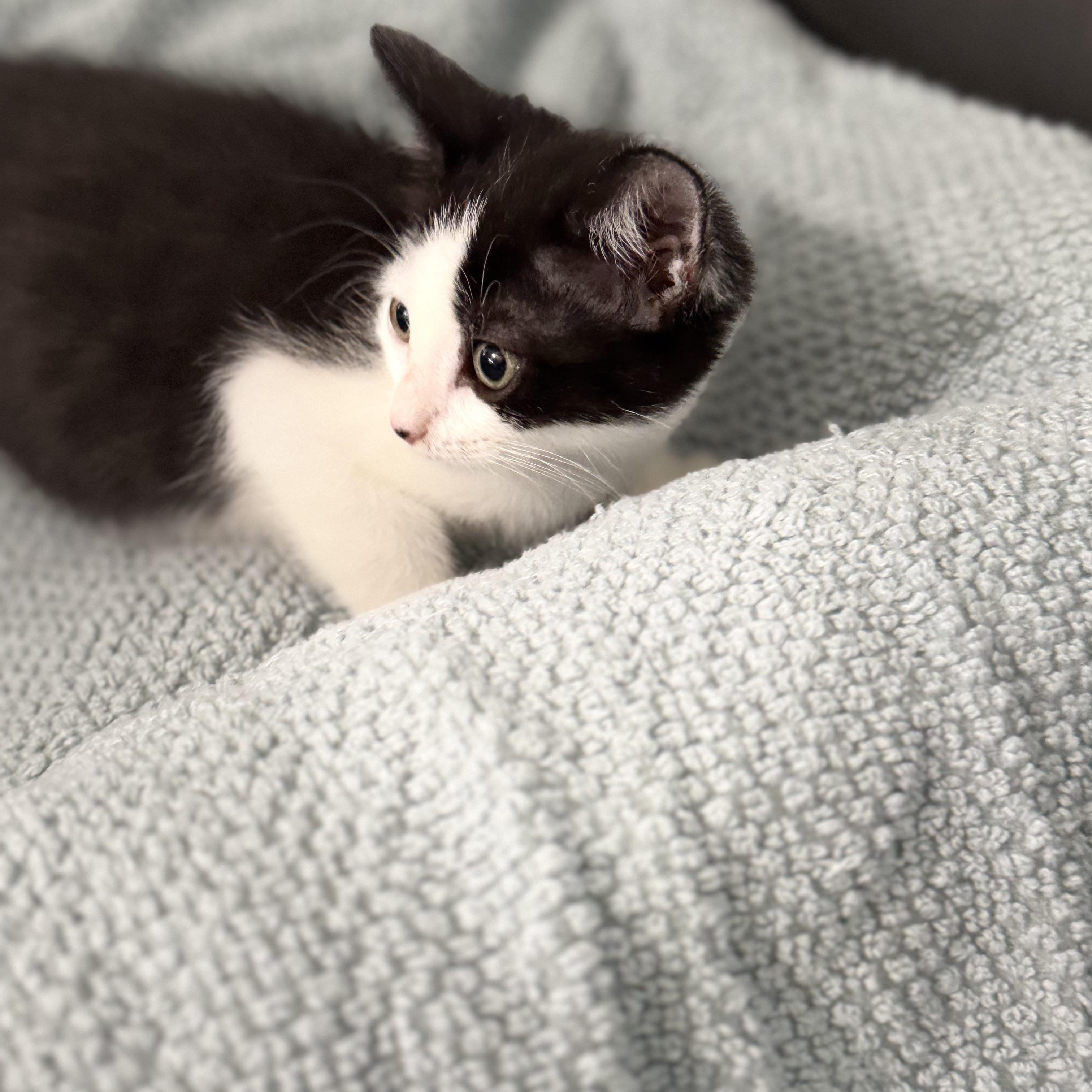 Ophelia, a ADOPTABLE Tuxedo in Boston, MA image 3/4