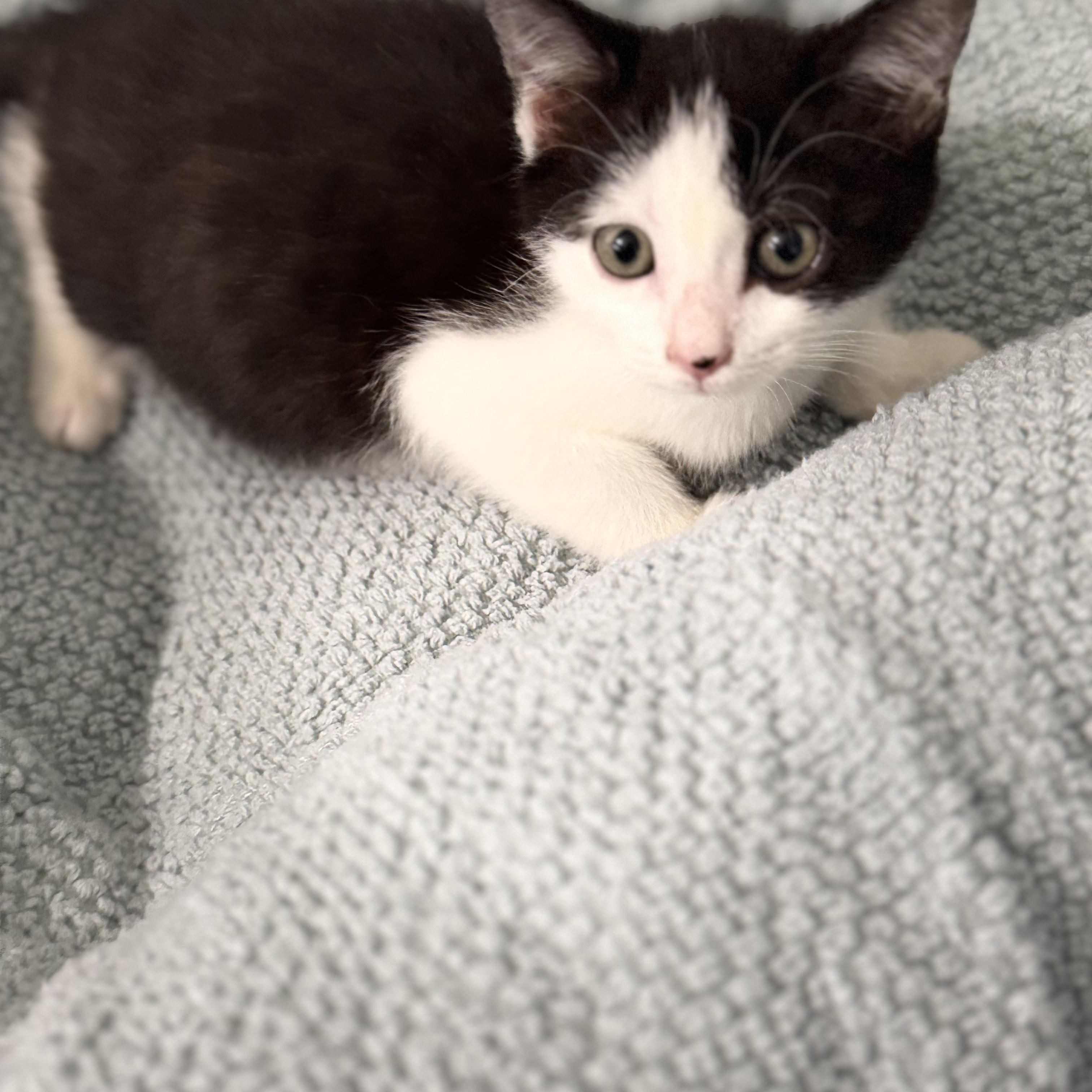 Ophelia, ADOPTABLE, Kitten Female Tuxedo.