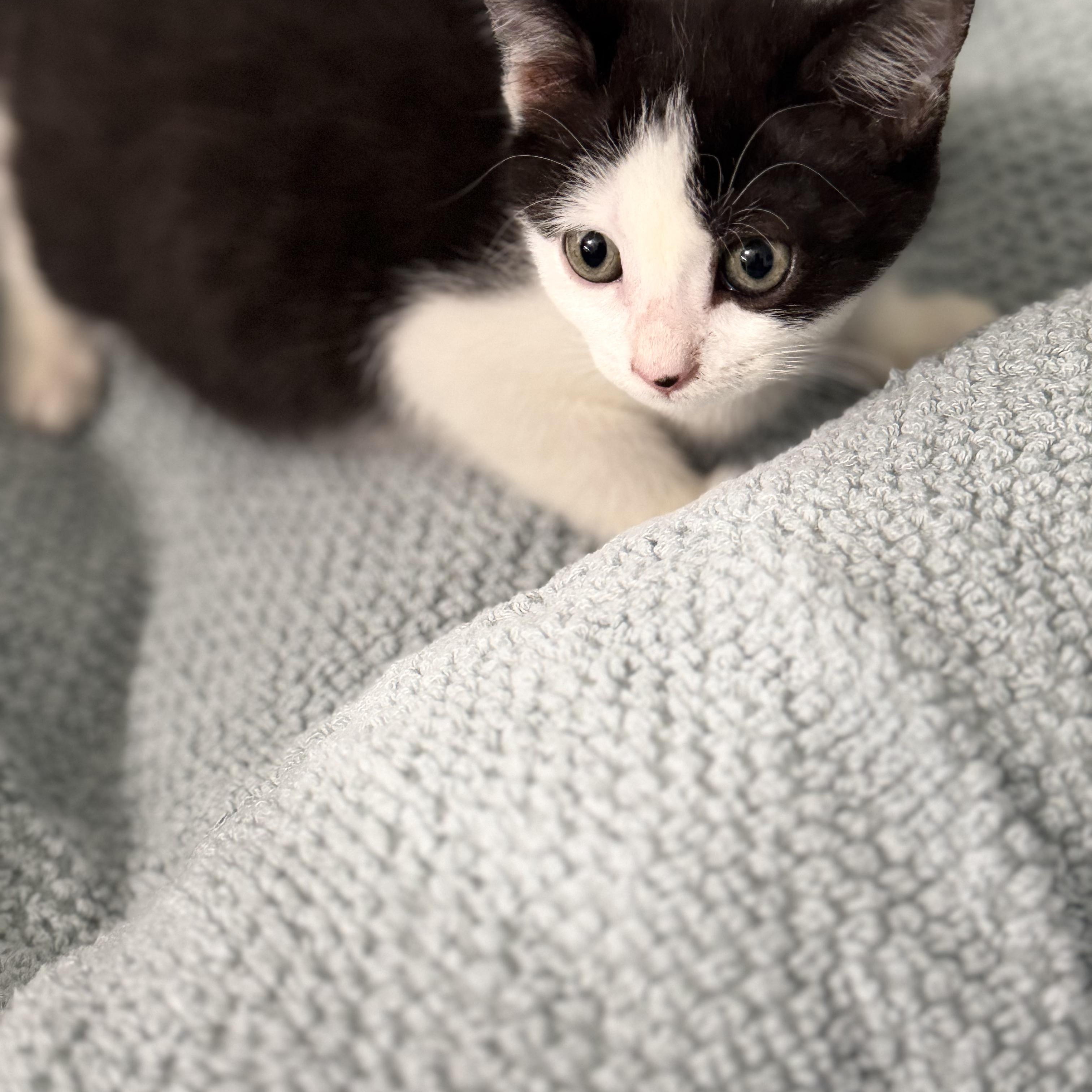 Ophelia, a ADOPTABLE Tuxedo in Boston, MA image 2/4