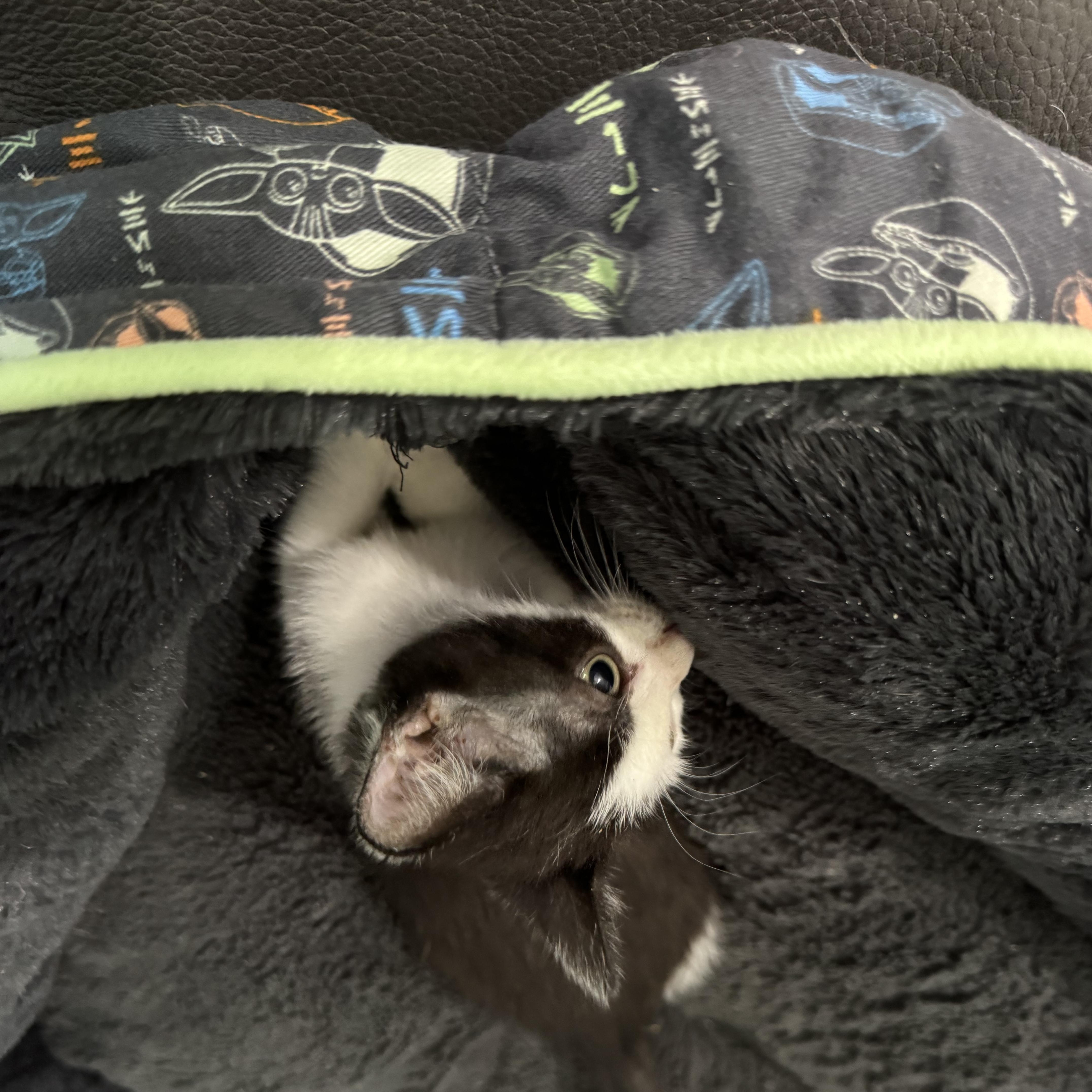 Ophelia, a ADOPTABLE Tuxedo in Boston, MA image 4/4