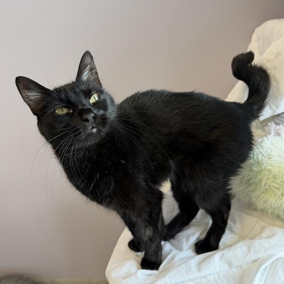 Ziggy , ADOPTABLE, Adult Female Domestic Short Hair.