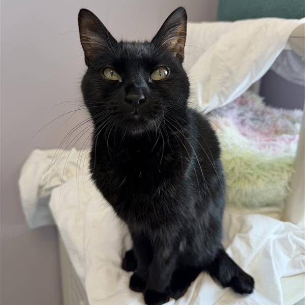 Enlarge Ziggy , a ADOPTABLE Domestic Short Hair in Cooperstown, NY image 2/2