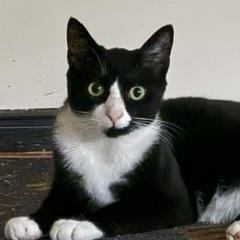 Milo, a ADOPTABLE mixed breed in Cedars, PA image 1/2