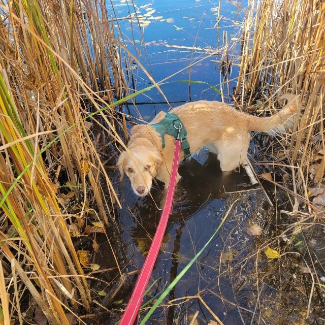 Enlarge Ruby (26-099), a Adoptable mixed breed in Minnetonka, MN image 2/6
