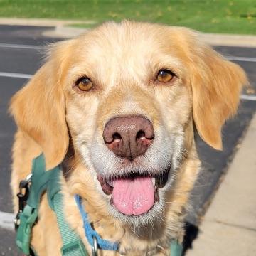 Ruby (26-099), Adoptable, Adult Female Golden Retriever.