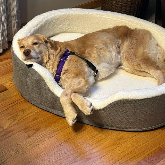 Enlarge Ruby (26-099), a Adoptable mixed breed in Minnetonka, MN image 6/6