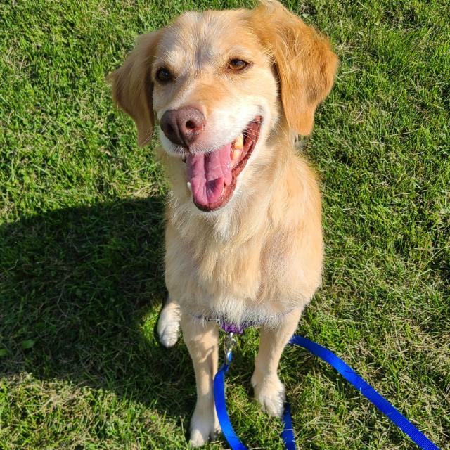Enlarge Ruby (26-099), a Adoptable mixed breed in Minnetonka, MN image 3/6